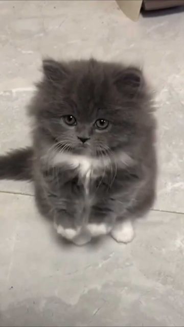 Grey Cats Fluffy, Cute Aesthetic Pictures, Pet Photography Poses, Kitten Aesthetic, Munchkin Kitten, Exotic Mammals, Flexible Body, Grey Kitten, Cute Little Kittens