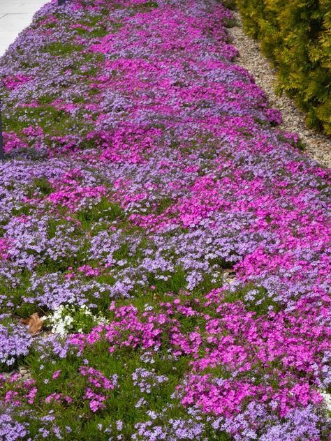 Creeping Phlox Ground Cover Landscaping, Phlox Ground Cover, Creeping Jenny Plant, Ground Cover Flowers, Best Ground Cover Plants, Groundcover Plants, Clover Lawn, Perennial Ground Cover, Fast Growing Evergreens