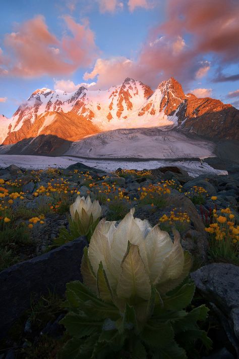 I wanted to be a full-time landscape photographer, almost from my college days, but I thought about it for a long time and decided to be a chef first..photography by "kaka01"! Snow Lotus, Tian Shan, Endangered Plants, Flower Landscape, Natural Scenery, Cool Pictures Of Nature, Landscape Pictures, Beautiful Mountains, Nature Images