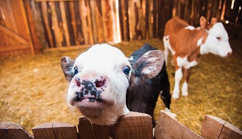 Raising Cows For Beginners, Raising Calves, Buying A Whole Cow, Raising Highland Cattle, Raising Beef Cattle For Beginners, Raising A Cow For Meat, Beef Farming, Mini Cows, Cattle Farming