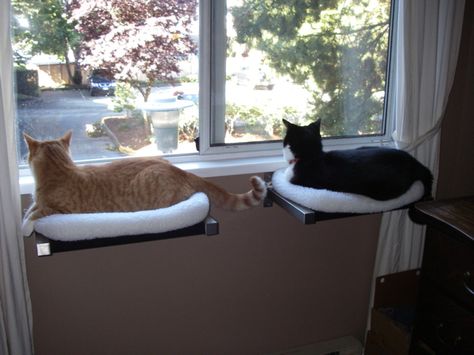 Katt Diy, Kat Diy, Chat Diy, Diy Cat Bed, Cat Window Perch, Window Perch, Cat Perch, Cat Window, Japanese Cat