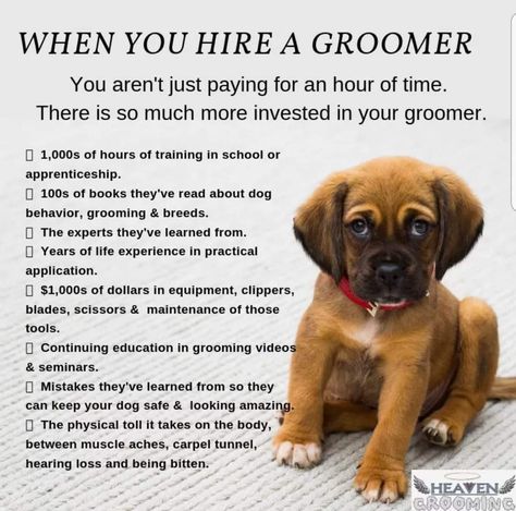 Dog Groomer Humor, Grooming Business Ideas, Dog Grooming Station, Groomer Humor, Dog Business Ideas, Grooming Room, Grooming Salon Ideas, Grooming Station, Groom Room