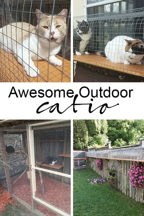 awesome big outdoor catio, cat enclosure with long tunnels and cage via @jakonya Catio For Cats, Jungle Gym Diy, Cat Enclosure Outdoor, Cat Jungle Gym, Cat Play Area, Big House Cats, Diy Cat Enclosure, Outdoor Pet Enclosure, Cat Jungle