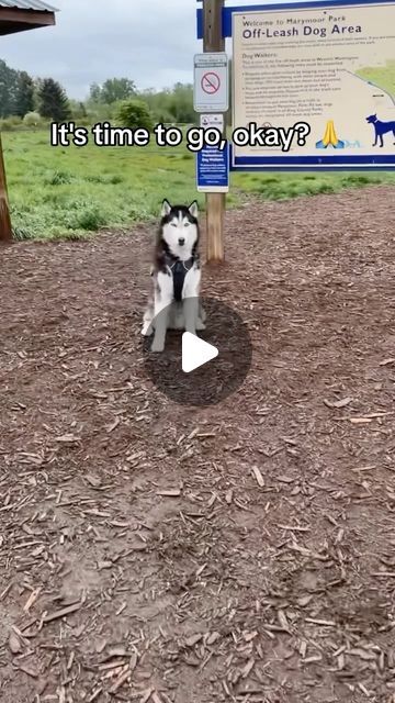 Husky Videos, Huskies Talking, Funny Huskies, Funny Husky Videos, Husky Puppies, White Siberian Husky Puppy, Baby Siberian Husky, Crazy Husky, Husky Humor