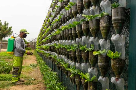 From bricks to bags to eco art: six innovative uses for plastic waste around the world | Global development | The Guardian Eco Bricks, Water Flood, Eco Art, Eco Warrior, Sustainable Leather, Interesting Ideas, Plastic Waste, Plant Pots, Growing Vegetables