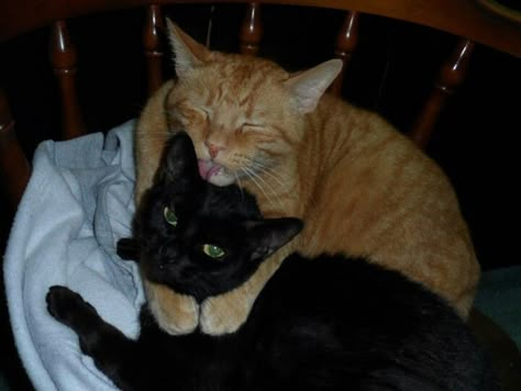 Cat Duo, Cat Couple, Cat Cuddle, Silly Cats Pictures, Two Cats, Orange Cats, Mia 3, Silly Animals, Ginger Cats