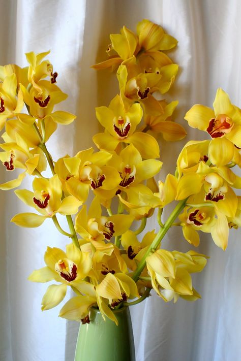 yellow cymbidium orchids Yellow Orchids Centerpiece, Wedding Bouquets Orchids, Yellow Wedding Centerpieces, Orchid Varieties, Colorful Arrangements, Vintage Wedding Cards, Yellow Orchid, Orchid Bouquet, Vintage Wedding Jewelry