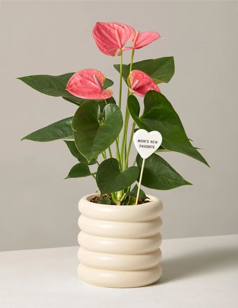 Flowering Pink Anthurium Pink Anthurium, Anthurium Flower, Flamingo Flower, Plant Benefits, Best Flowers, Flower Delivery Service, Mother Day Gift, Plants Decor, Best Mothers Day Gifts