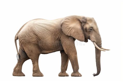 African Elephant Isolated on White stock photography Elephant Side Profile, Elephant Side View, Elephant Trunk, African Elephant, White Stock, Side Profile, Side View, Surrealism, Trunk