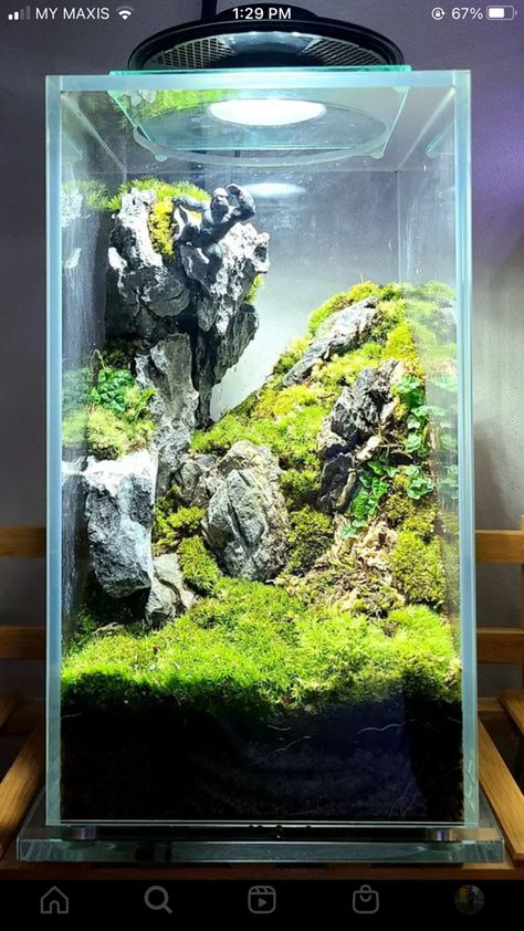 Tall Aquascape, Tall Fish Tank, Build A Terrarium, Nature Tank, Aquarium Garden, Fish Tank Terrarium, Plants In Jars, Aquascape Design, Beautiful Terrariums