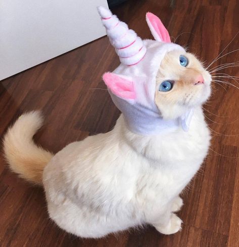 🦄➕🐱 #unicorn #cat #cutie #unicat #bossbabe Cat Heaven, Cat Unicorn, Unicorn Cat, Unicorn Gifts, Conch Shell, A Unicorn, Unicorn Birthday, Crazy Cat Lady, Cute Funny Animals