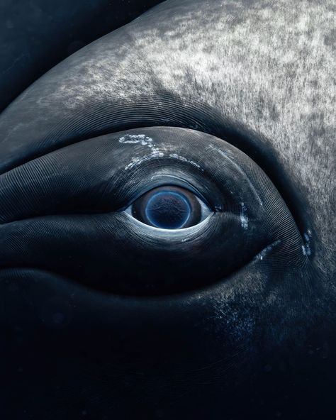 Baleen Whales, Eye Illustration, French Photographers, Humpback Whale, Blue Whale, Killer Whales, Ocean Creatures, Marine Animals, Close Up Photos