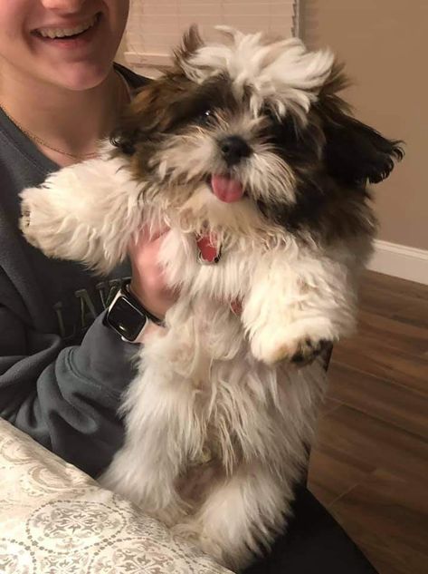 Shihtzu Aesthetic, Shizu Dog, Shitzu Aesthetic, Shih Tzu Aesthetic, Bichon Shih Tzu, Shih Tzu Puppy Cut, Big Dogs Breeds, Biggest Dog In The World, Perro Shih Tzu