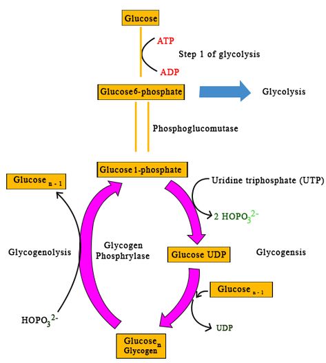 Glycogenesis is defined as the generation of glycogen by insulin (absorptive state). Glycogenolysis is the breakdown of glycogen to glucose, signaled by glucagon, cortisol, or EPI (postabsorptive sate). Gluconeogenesis is the formation of glucose, NOT from a carbohydrates. This happens during fasting. Glycolysis is the breakdown of glucose. Glycogenolysis Pathway, Glycogenesis Pathway, Glycolysis Pathways, Carbohydrate Metabolism, Essay Scholarships, Glucose Metabolism, Biochemistry Notes, Medical Fashion, Highschool Freshman