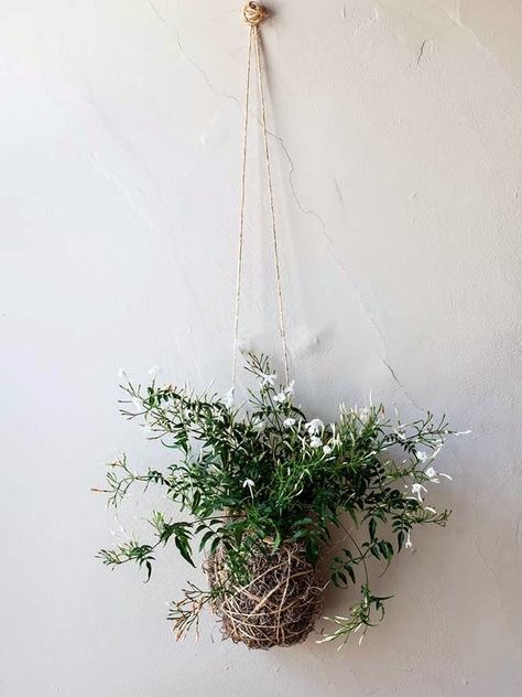 How to grow jasmine indoors | The joy of plants Hanging Plants Diy, Jasmine Plant, Sansevieria Trifasciata, Hanging Plants Indoor, Home Plants, Indoor Gardens, Monstera Deliciosa, Growing Indoors, Fragrant Flowers