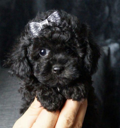 Teacup Poodle Black, Black Maltipoo Puppy, Toy Poodle Puppies Black, Black Small Dog, Poodle Black, Black Poodle Puppy, Black Toy Poodle, Black Maltipoo, Poodle Puppy Black