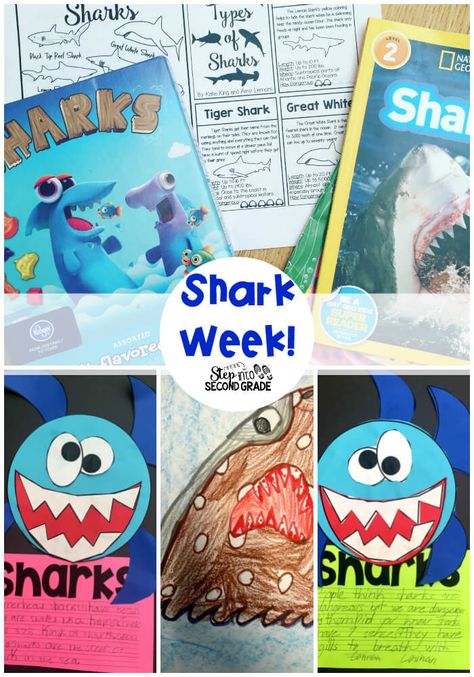 Shark Research, Shark Activities, Summer Camp Themes, Amy Lemons, Shark Craft, Sea Shark, Ocean Theme Classroom, Ocean Unit, Preschool Lesson Plan