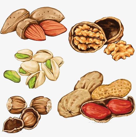 hand painted,food,nut,hand,painted Nuts Drawing, Nuts Illustration, Nut Illustration, Nuts Vector, Food Art Photography, Food Sketch, Food Png, Watercolor Food, Food Pyramid