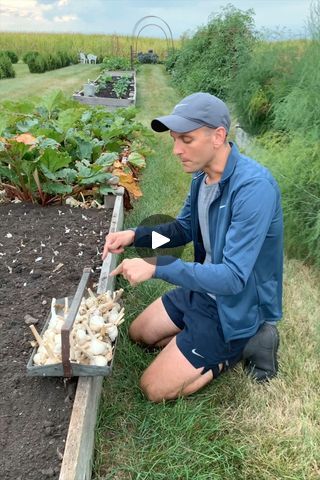 How to Plant Garlic | school, neck | *PLANTING GARLIC* - I often mention that I love to grow garlic. Why?! It's truly one of the easiest things to grow in the garden!

There are two types of... | By Wyse Guide | So, we are walking to the
garden and what are we going to do? We're going to do something
you keep asking for. Plant garlic. I always think garlic
is like the gateway thing to plant for a garden. You know
why? It's super easy like the easiest thing and what's really
odd about it? Now, it kind of all depends what zone you're
in. I'm in zone five. A lot of the cooler zones like this. You
can plant garlic in the fall. I like to plant it about when
school starts up because it gives it a head start. It's
hardy enough to last through the winter. Planting it in the
fall means it starts it Planting Garlic In Fall, How To Plant Garlic, Winter Planting, Plant Garlic, Wyse Guide, Grow Garlic, Planting Garlic, When School Starts, Growing Garlic