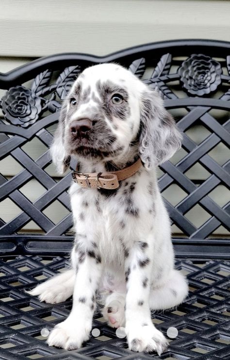 Dalmatian Mixed With Doberman, Aussiepom Puppies, Dalmatian Mix Breeds, Long Haired Dalmatian Puppy, Alopekis Dog, Long Haired Dalmatian, Dalmatian Mix, English Setter Dogs, Dog Breeding