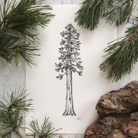 Giant Sequoia in ink - one of my favorite trees! 🌲 Prints are available in my shop (my Etsy Shop is finally open! Link in bio) #inkdrawing #drawing #penandink #sketch #sketchoftheday #botanicalart #botanicaldrawing #botanicalillustration #sequoia #art_we_inspire #arts_help #etsy #etsyshop #etsyde #skizze #zeichnung #illustration Treescape Tattoo, Fir Tree Tattoos, Sequoia Tree Tattoo, 18th Quotes, Tree Design Illustration, Tree Tattoo Drawings, Redwood Tattoo, Tree Tat, Oak Tree Tattoo