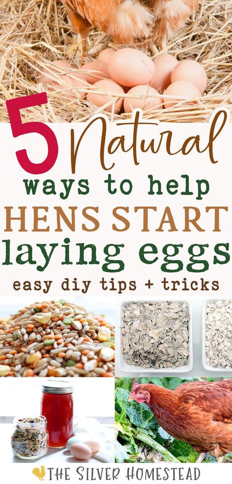 a collage of backyard chicken keeping images including a nest full of eggs with text that reads 5 natural ways to help hens start laying eggs easy diy tips + tricks Chicken Keeping Hacks, Chicken Coop Building Plans, Molting Chickens, Laying Chickens, Raising Chicks, Chicken Keeping, Backyard Chicken Farming, Keeping Chickens, Easy Backyard