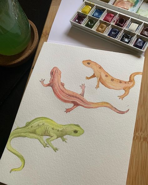 green, red, and orange newts painted in watercolor study Watercolor Reptile, Newt Drawing, Watercolor Gecko, Watercolor Lizard, Watercolor Creatures, Watercolor Study, Watercolor Art Face, Watercolour Inspiration, Watercolor Projects