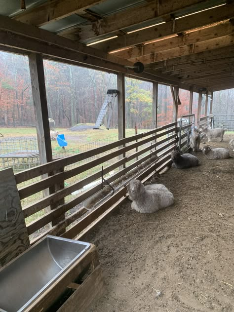 Sheep Farming Ideas, Sheep Barn Ideas, Cow Farm Design, Sheep Shed, Sheep Barn, Sheep House, Sheep Pen, Cow Barn, Sheep Farming