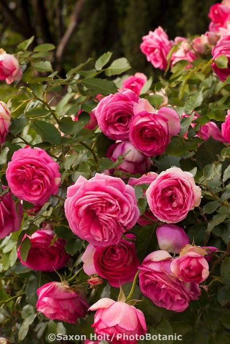 Star Roses - Pretty in Pink Eden Rose In Garden, Cottage Garden Roses, Flowers For Algernon, Eden Rose, Garden Library, Love Rose Flower, Rose Varieties, Rose Flower Wallpaper, David Austin Roses