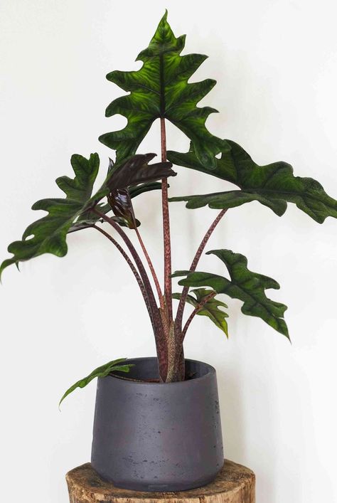 Alocasia Jacklyn Care, Alocasia Jacklyn, Pot Wall, Alocasia Plant, Plant Wishlist, Orchid Bark, Small Balcony Garden, Airbnb Promotion, Perennial Shrubs