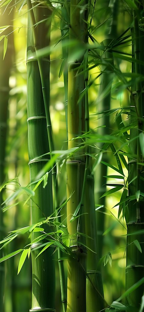 Agriculture Photography, Pretty Flowers Photography, Bamboo Background, Bamboo Wallpaper, Iphone Wallpaper Blur, Samsung Galaxy Wallpaper Android, Qhd Wallpaper, Amoled Wallpapers, Leaf Photography