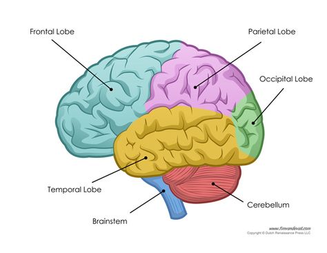 labeled and unlabeled to be used as a worksheet or quiz Human Brain Parts, Human Brain Diagram, Brain Lobes, Human Brain Anatomy, Pokemon Facts, Brain Diagram, Brain Parts, Brain Models, Brain Drawing