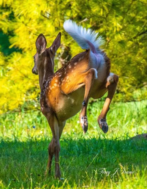 Deer Laying Down Reference, Animal Reference Photos Action Poses, Deer Poses Reference, Animal Dynamic Poses, Deer Reference Photo, Animal Reference Photos For Drawing, Animal Pose Reference, Animal Poses Reference, Poses With Animals