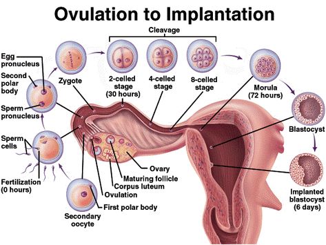 #Productive_organs #Germ_cells #Fertilization #Cleavage #Implantation #Decidua #ProductiveOrgans #GermCells #USA #ScienceOnline #Science_online Human development starts at fertilization. Fertilization is the process by which the spermatozoon (a male gamete) and the oocyte (a female gamete) unites to give a single cell, the zygote. The spermatozoon develops in the testis and the ovum develops in the ovary. Fertilization Process In Humans, Zygote Development, Fertilization Process, Anatomy Education, Medical Assistant Student, Embryonic Development, Human Embryo, Medical School Life, Nursing School Motivation