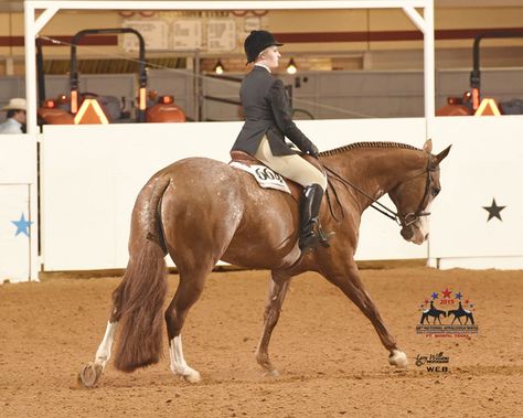 English Pleasure, Hunt Seat Equitation, Quarter Horse Mare, Hunter Under Saddle, Hunter Jumper Horses, Hunter Horse, Hunt Seat, Equestrian Aesthetic, Reference Pics