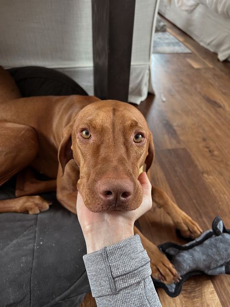 puppy dog pet animal pup sweet cute adorable bikini makeup aesthetic Vizsla Dog, Beautiful Dog Breeds, Vizsla Dogs, Dog Photoshoot, German Shorthair, Vizsla Puppy, Vizsla Puppies, Paws And Claws, Pretty Dogs