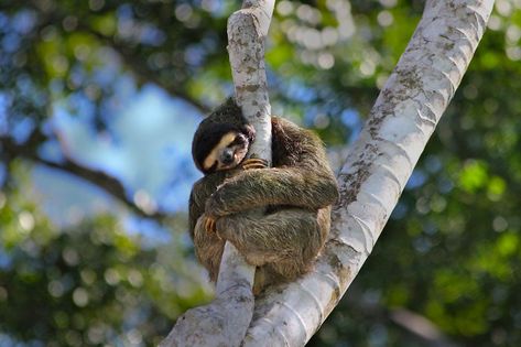 Cute Sloth Sloth Drawing, Sloth Sleeping, Smiling Animals, Sleepy Animals, Sloth Life, Sloth Art, Sleeping Animals, Majestic Creatures, Sloths Funny