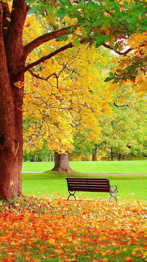 Autumn wallpaper in 2022 | Beautiful scenery nature, Amazing nature photography, Nature photography Wallpaper For Android, Rose Flower Pictures, Image Nature, मोबाइल वॉलपेपर, Amazing Nature Photography, Waterfall Photography, Amazing Nature Photos, Beautiful Images Nature, Beautiful Flowers Wallpapers