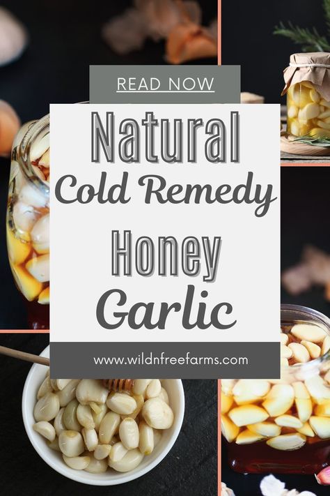 fermented honey garlic Honey And Garlic Remedy Benefits, Garlic And Honey Recipe, Garlic Extract Diy, Garlic Uses For Health, Honey Garlic Medicine Jar, Garlic Honey Cough Syrup, Honey Garlic Immune Booster, Fermented Garlic Honey Benefits, Garlic Honey Medicine