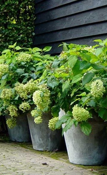 Hydrangea Potted, Hydrangea Garden, Green Hydrangea, Planting Hydrangeas, Concrete Garden, Garden Deco, Have Inspiration, Garden Containers, Green Garden