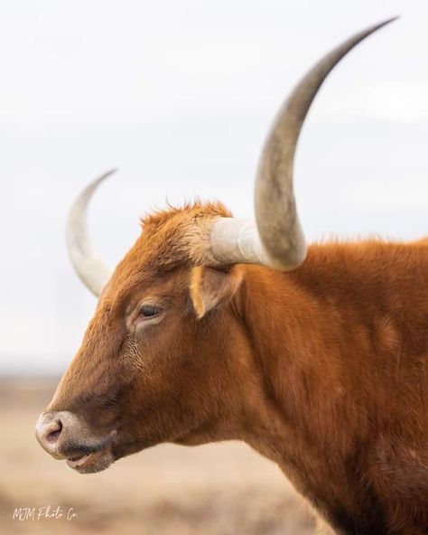 Longhorn Bull, Cow Side Profile, Long Horn, Bull Head, Cowboy Tattoos, Longhorn Cattle, Longhorn Cow, Bull Cow, Western Photography