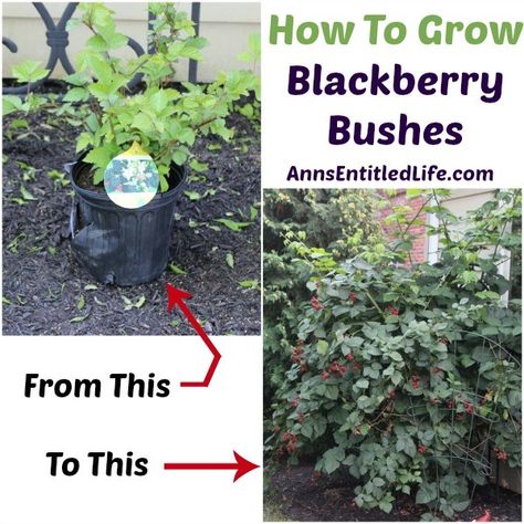 Blackberry Bushes, Plantarea Legumelor, Blackberry Plants, Growing Blackberries, Blackberry Bush, Berry Garden, Garden Fruit, Bush Plant, Berry Bushes