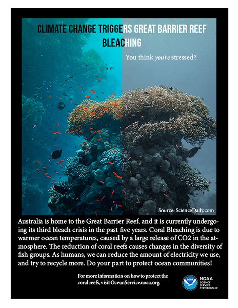 Coral Bleaching Poster, Coral Bleaching Art, Evs Project, Coral Reef Bleaching, Az Quotes, Coral Reef Photography, Coral Reef Art, Dark Planet, Ocean Acidification