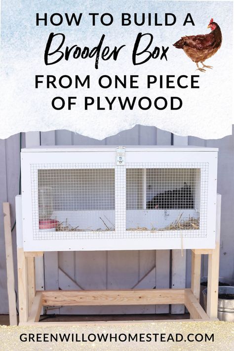 How To Build A Brooder Box Out Of One Piece Of Plywood - Green Willow Homestead #brooder #brooderbox #buildplans #chickenkeeping #broodyhen #hatchingchicks #backyardchickens #homestead #homesteading Diy Chicken Brooder, Chicken Brooder Box, Chicken Rearing, Broody Hen, Brooder Box, Chicken Brooder, Day Old Chicks, Chicken Tractor, Hatching Chicks