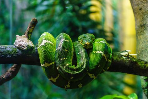 Green Tree Boa, Reptile Pictures, Reptile Photography, Tortoise Terrarium, Snakes Pet, Snake Pictures, Snake Photography, Emerald Tree Boa, Pet Reptiles