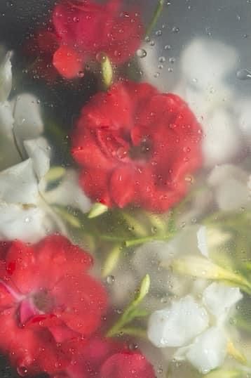 Flower Under Glass Wallpaper, Flowers Behind Glass Wallpaper, Flower Wallpaper Phone, Pretty Flower Wallpaper, Rose Flower Hd, Red Flower Wallpaper, Flower Desktop Wallpaper, Wet Flowers, Japanese Wallpaper Iphone