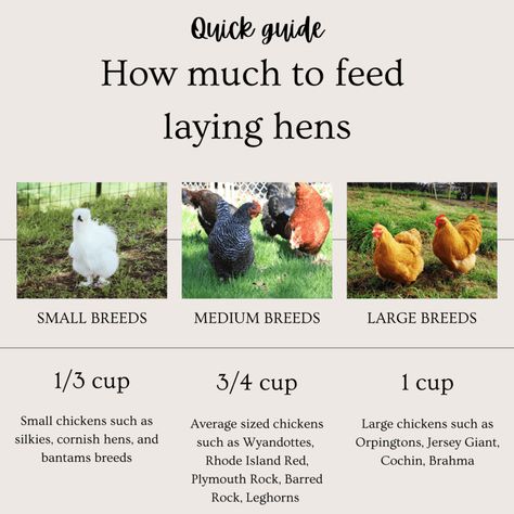 How much to feed chickens in cups, a quick guide for laying hens Feed Chickens, Yard Animals, Fancy Farm, Meat Birds, Broiler Chicken, Chicken Coop Garden, Poultry Farming, Raising Farm Animals, Egg Laying Chickens