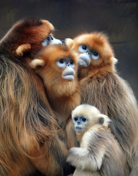 Three Monkeys, Mandrill, Monkeys Funny, Monkey Business, Primates, Animal Planet, Amazing Animals, Animal Photo, Wild Life