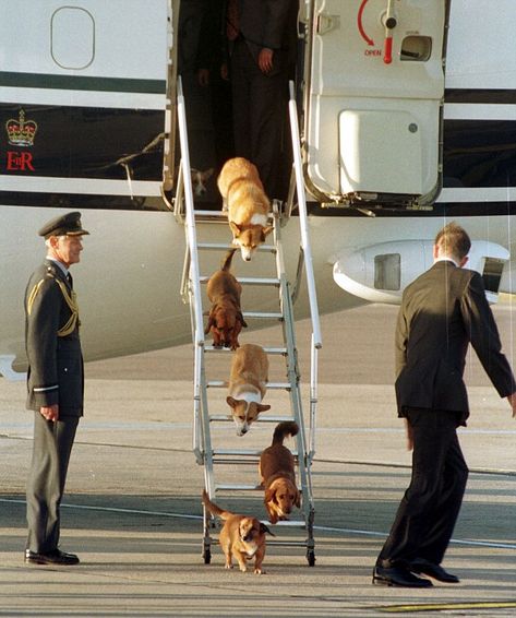 Top dogs: The Queen's dog disembark a flight in 1998. Animal psychologist Dr Roger Mugford said the dogs obeyed her majesty 'implicitly' Queen's Corgis, Epic Fail Texts, Rainha Elizabeth Ii, Current Mood Meme, Elisabeth Ii, Dark And Twisted, Isabel Ii, Fun Shots, Photo Series