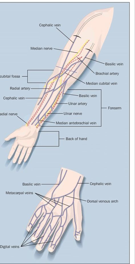 Veins of the Forearm and the Hand With Cannulation Sites #nursingstudent #nurse #resources - Image Credits: Melanie Bush Medical Terminology Study, Medical Assistant Student, Nursing Information, Nurse Study Notes, Nursing Student Tips, Medical Student Study, Nursing School Survival, Nursing School Studying, Medical School Motivation